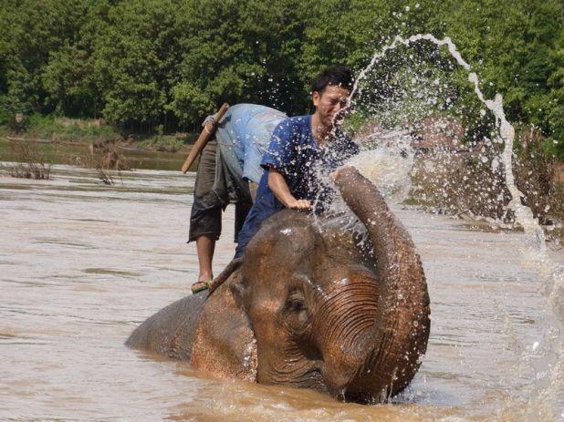 世界遺産の街の郊外で象使い養成コース体験