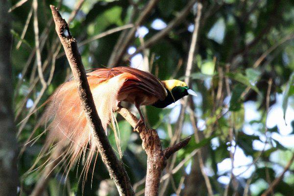 熱帯の森に棲む極楽鳥の仲間たちの「デートスポット」