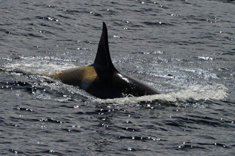 シャチも見られる海鳥ウォッチング