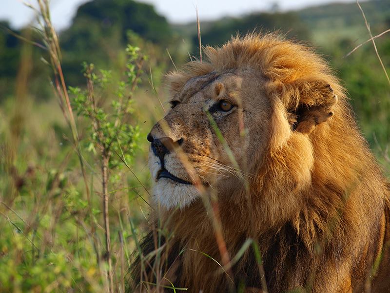 ケニアで野生動物・観察三昧！の旅レポート