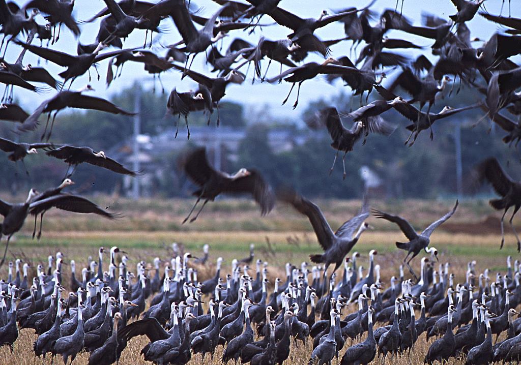 ツルに襲いかかる鳥インフルエンザの脅威