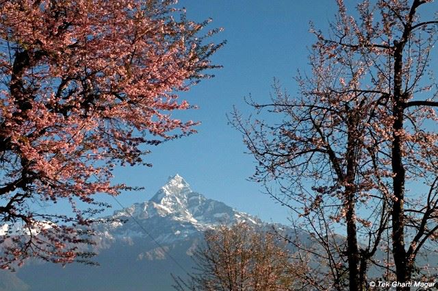 冬に咲くヒマラヤ・ザクラのお話 from NEPAL