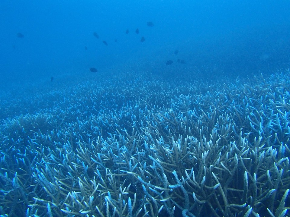 小笠原諸島のサンゴ