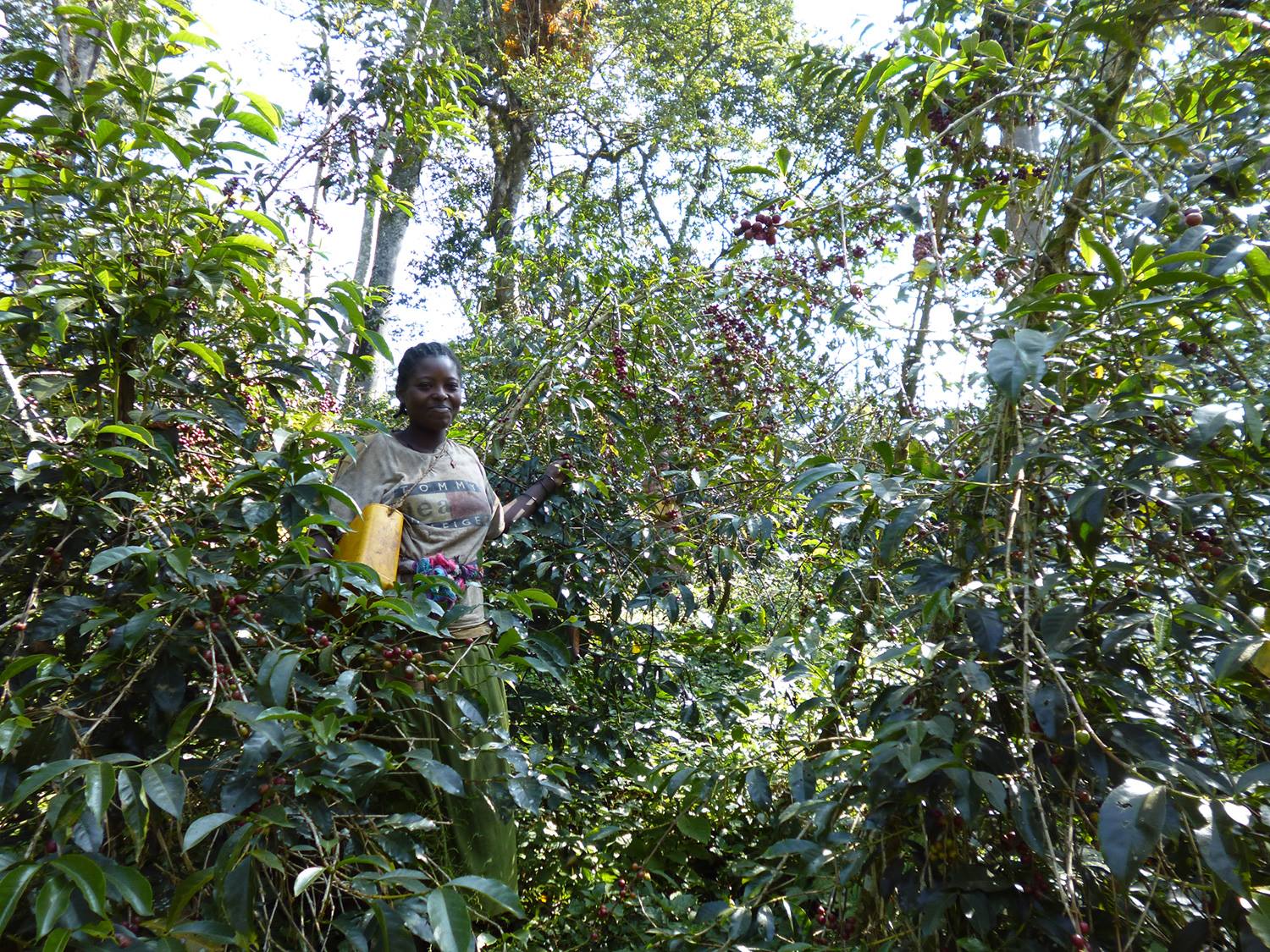 エチオピア・コーヒー 原木の森を訪ねる 8日間