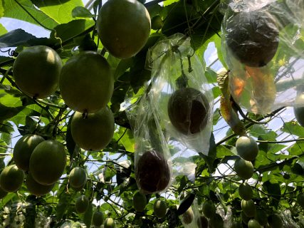 小笠原諸島のパッションフルーツ収穫方法